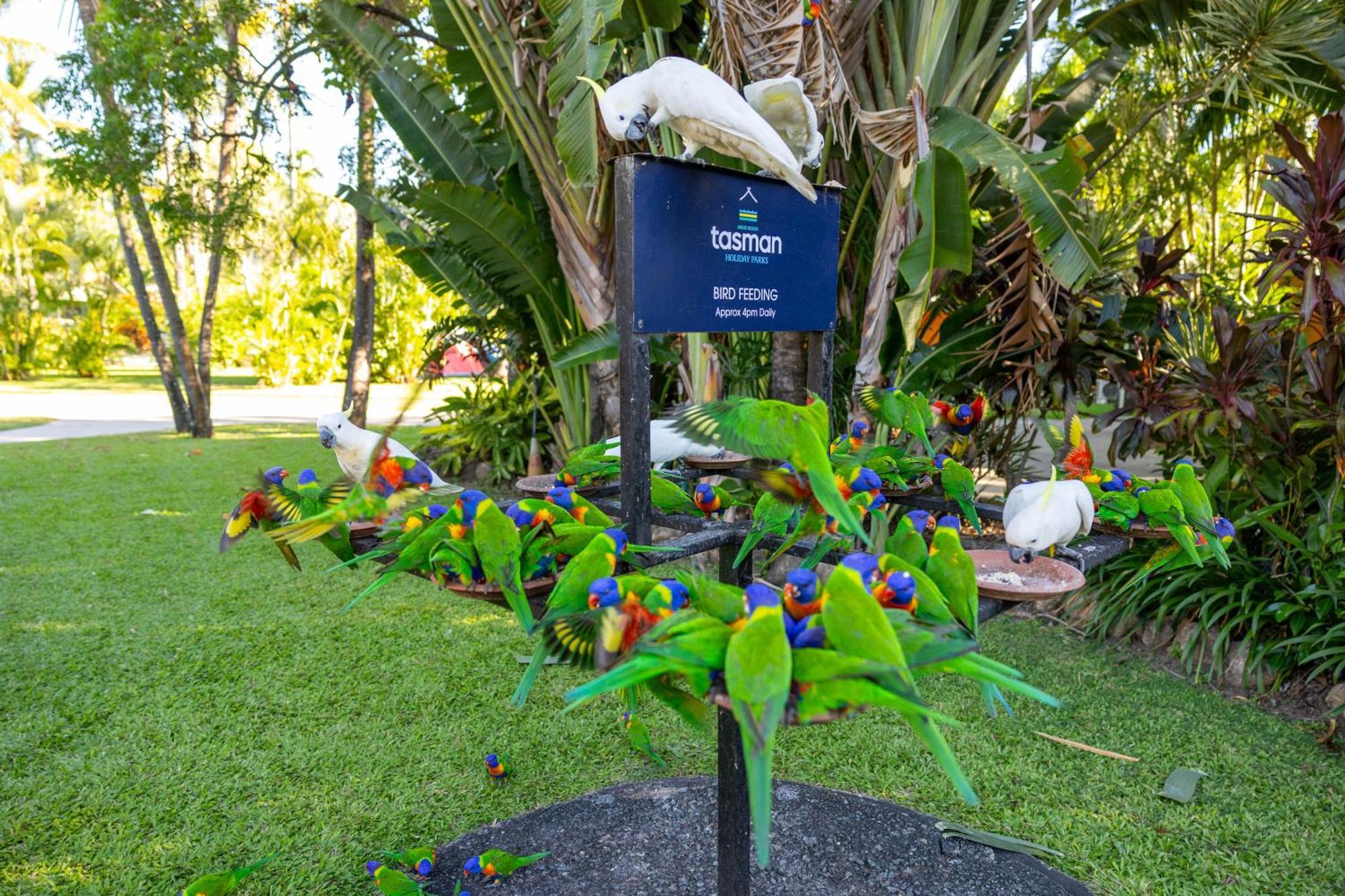 Tasman Holiday Parks - Airlie Beach Εξωτερικό φωτογραφία